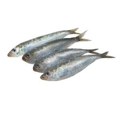 SARDINAS ENTERAS X KG